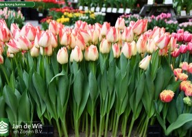 Tulipa Spryng Sunrise (1)